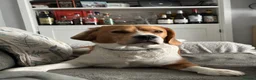 Beagle dogs for stud: Milo the beagle  in Slough - Advert 3