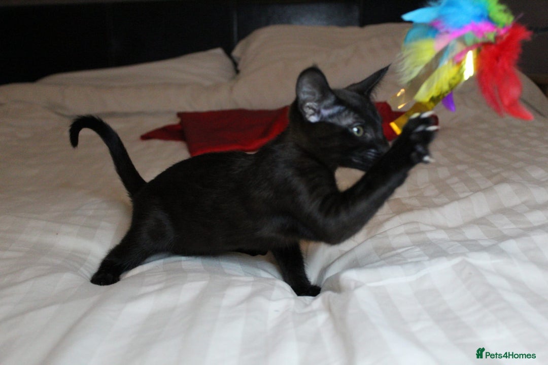 Savannah cats for sale: Stunning Davannah kittens - Advert 23