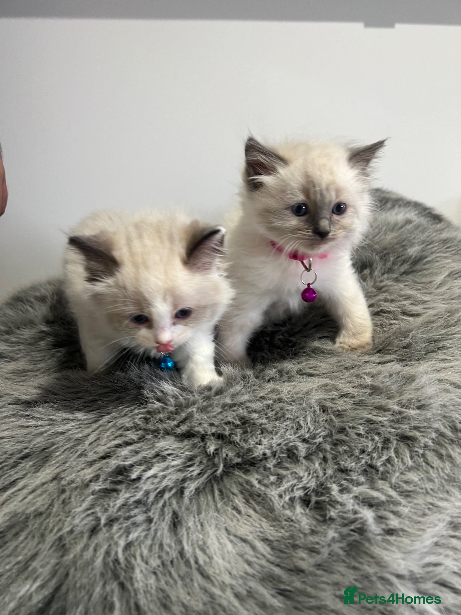 Ragdoll cats RAGDOLL KITTENS - Advert 2