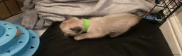 Siamese cats for sale: *female avaliable!* 5 Stunning Siamese Kittens - Advert 33