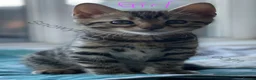 Bengal cats for sale: Bengal silverstorm and brown Rosette kittens - Advert 8