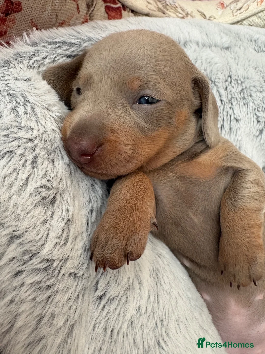 Miniature Dachshund dogs for sale: 🌟  Miniature Dachshund Pups!! KC & PRA clear🌟 in Saint Helens - Advert 40