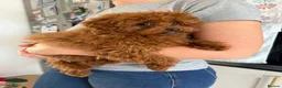 Toy Poodle dogs for sale: Two Adorable Toy Poodles – One Boy & One Girl  - Advert 2