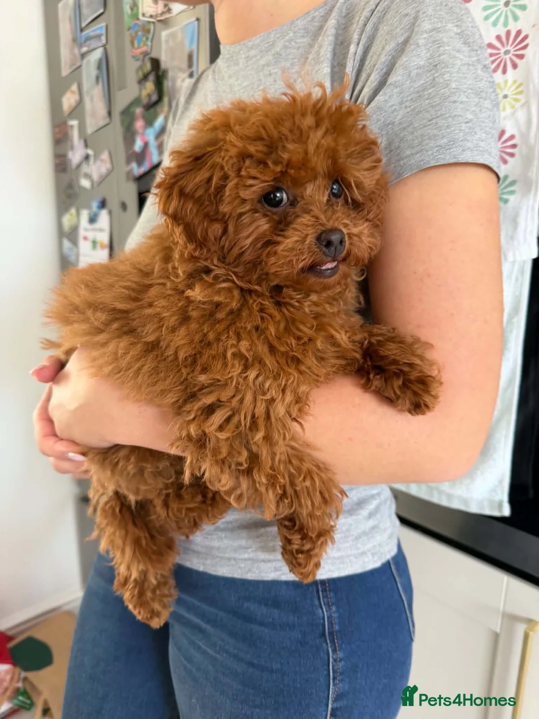 Toy Poodle dogs for sale: Two Adorable Toy Poodles – One Boy & One Girl  - Advert 2