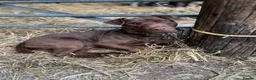 Patterdale Terrier dogs for stud: Working Chocolate Patterdale For Stud  in Wakefield - Advert 6