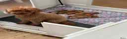 Miniature Poodle dogs for sale: Beautiful Miniature Poodle Puppies in Loughborough - Advert 12