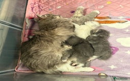 Ragdoll cats for sale: Stunning Ragdoll kittens available  - Image 20