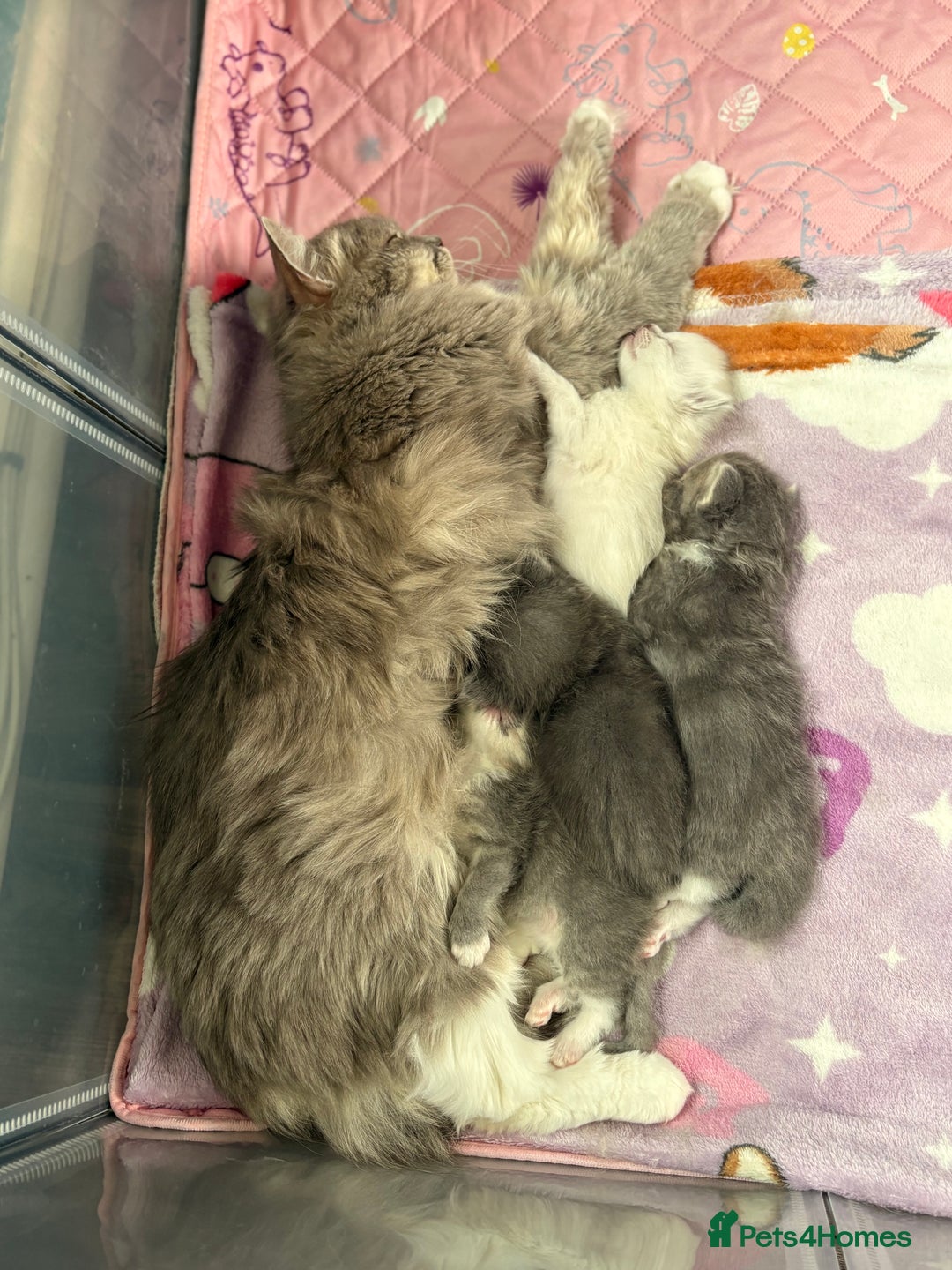Ragdoll cats for sale: Stunning Ragdoll kittens available  - Image 20