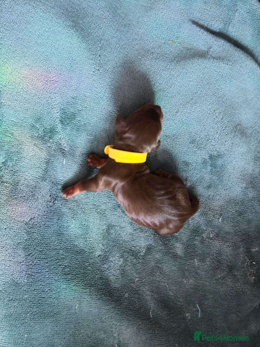 Dachshund dogs for sale: Beautiful Dachshund Pups - Image 4