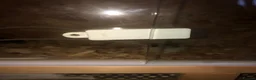 Quail poultry for sale: CHINESE PAINTED BUTTON QUAILS & VIVARIUM ! - Advert 8