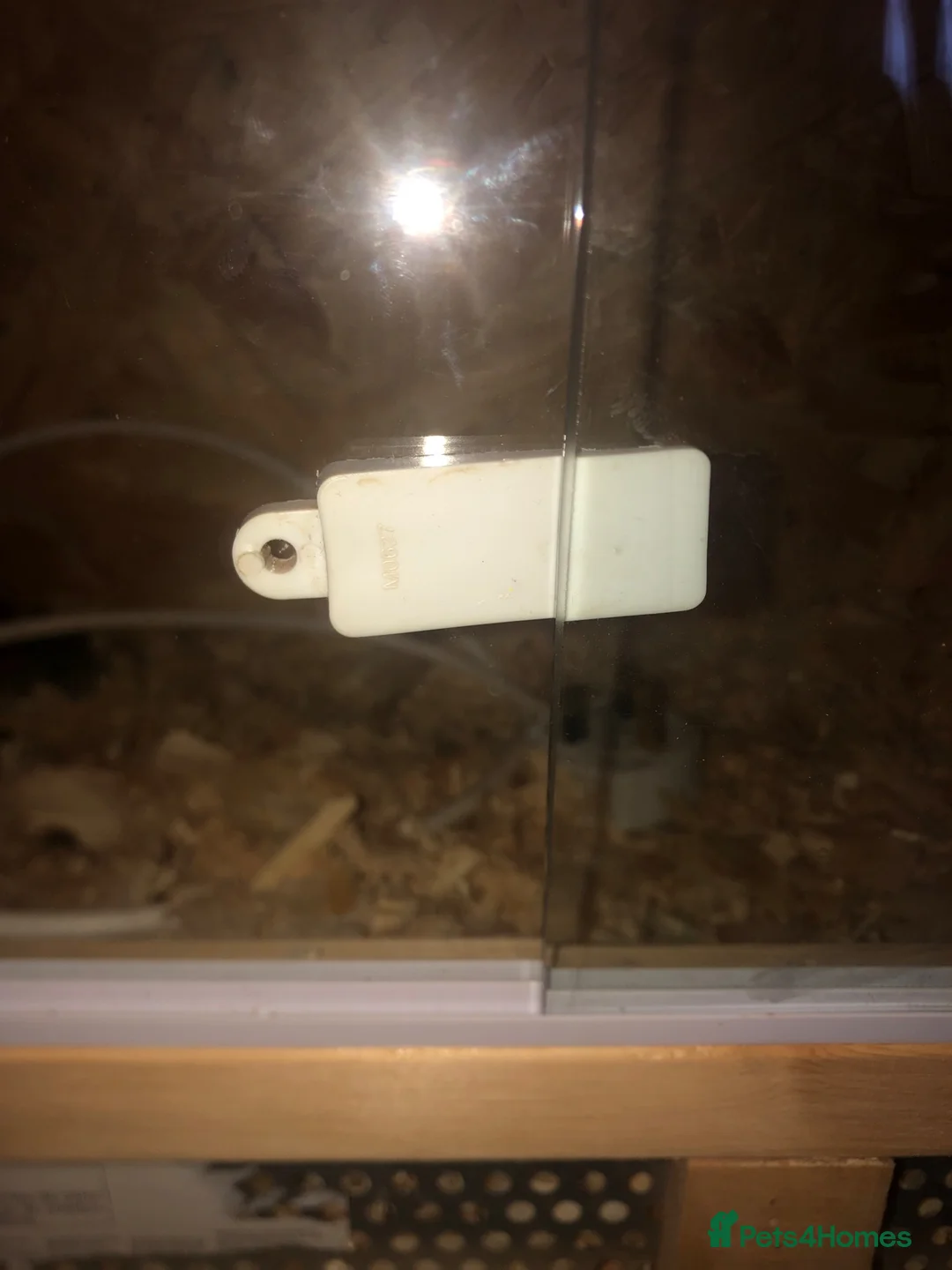 Quail poultry for sale: CHINESE PAINTED BUTTON QUAILS & VIVARIUM ! - Advert 8