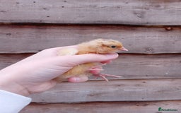 Chickens poultry for sale: Various Chicks *Hatching Continuously* - Image 7