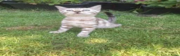 Bengal cats for sale: **Last Snow Lynx Bengal Kitten** TICA - Advert 24