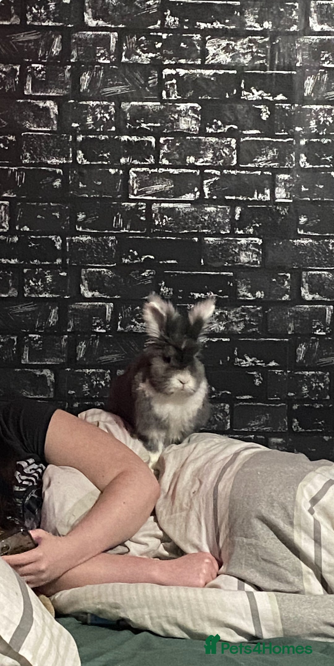 Lionhead rabbits for sale: 1 female , 1 male - 3 Year old lion head bunnies - Advert 7