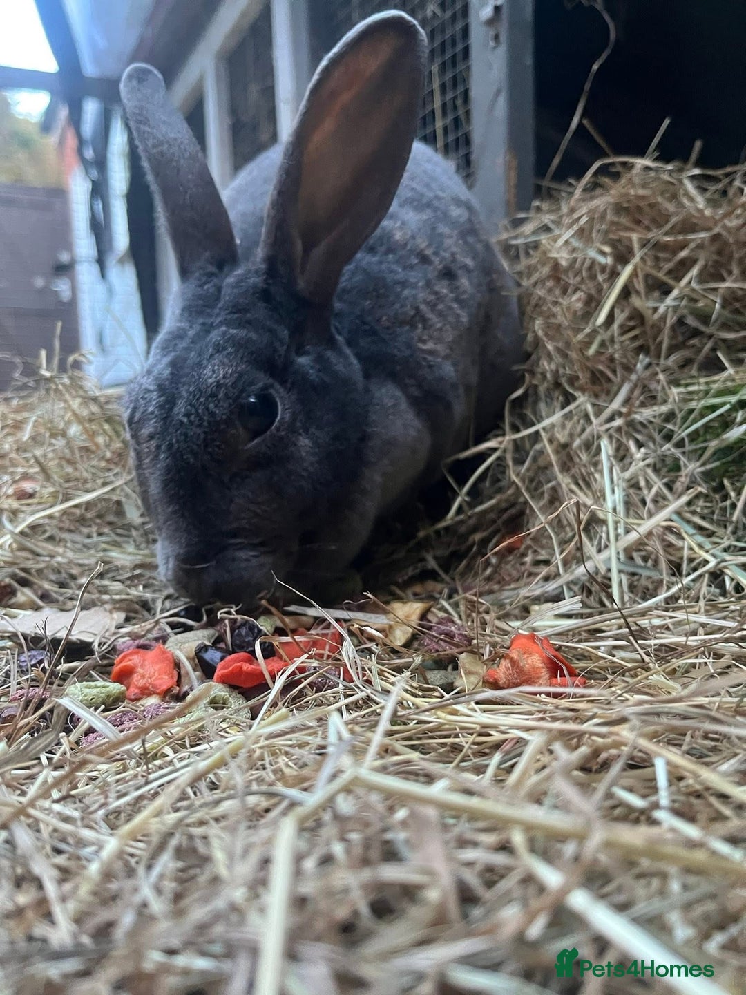 Rex rabbits for sale: Female Rex Bunny - Advert 5