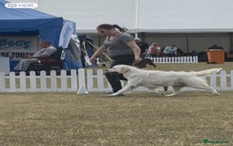 Golden Retriever dogs for sale: Champion line KC reg Golden Retriever pups - Image 18