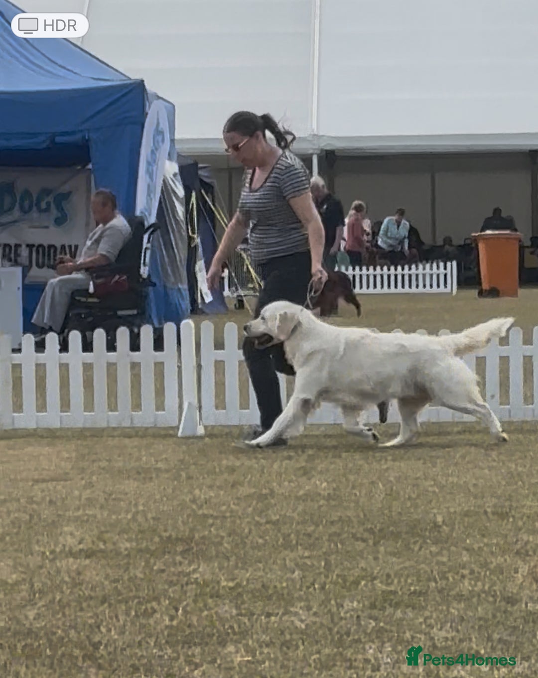 Golden Retriever dogs for sale: Champion line KC reg Golden Retriever pups - Image 18