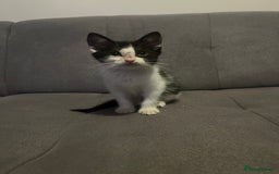 British Shorthair cats for sale: Black and white kittens! - Image 7