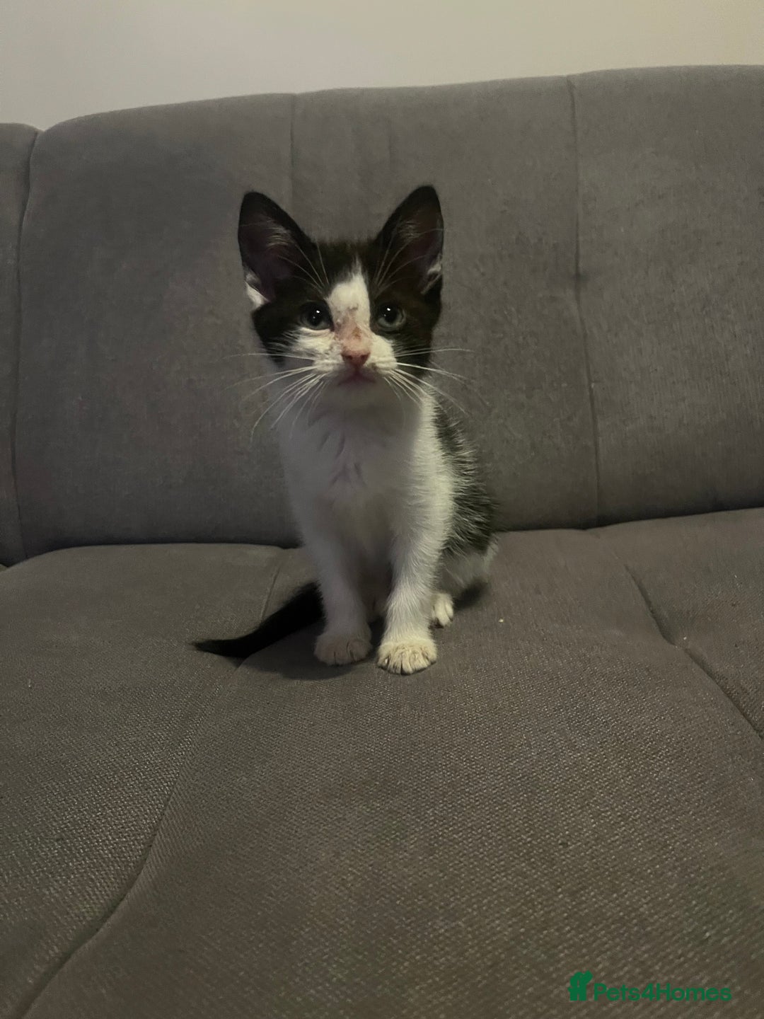 British Shorthair cats for sale: Black and white kittens! - Image 7