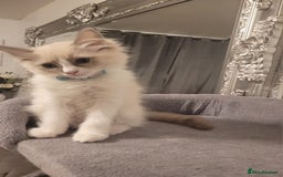 Ragdoll cats for sale: Ragdoll Kittens READY NOW  - Image 5