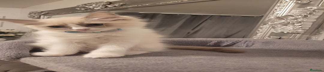 Ragdoll Kitten 2