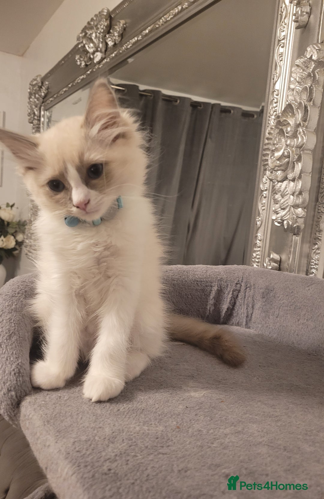 Ragdoll cats for sale: Ragdoll Kittens READY NOW  - Image 5