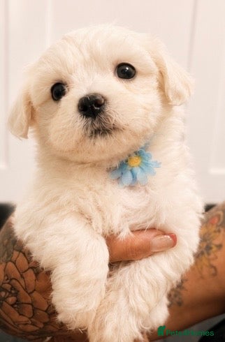 Mixed Breed dogs Very petite pretty Maltese x coton de Tuléar pups  - Advert 16