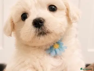 Mixed Breed dogs Very petite pretty Maltese x coton de Tuléar pups - Advert 16