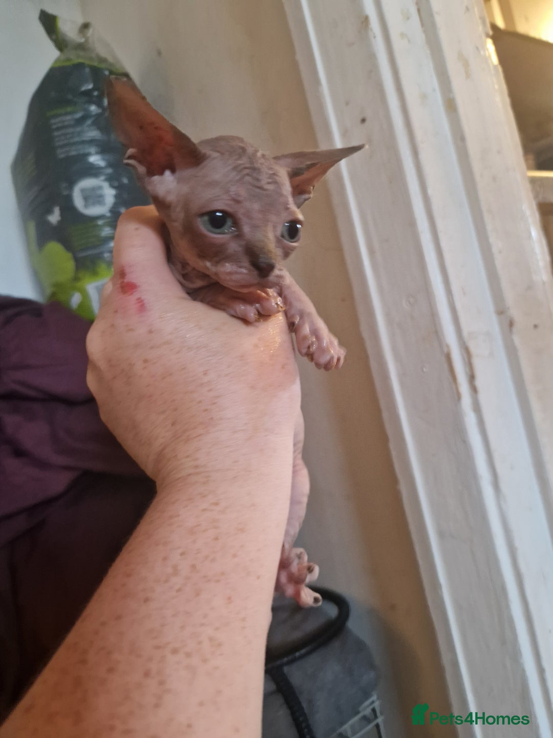 Sphynx cats for sale: 3 beautiful boys looking for forever families  - Image 4