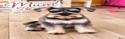 Miniature Schnauzer dogs for sale: Miniature schnauzer  in Londonderry - Advert 2