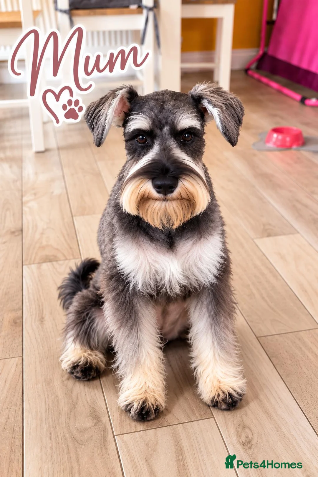 Miniature Schnauzer dogs for sale: Miniature schnauzer  in Londonderry - Advert 2