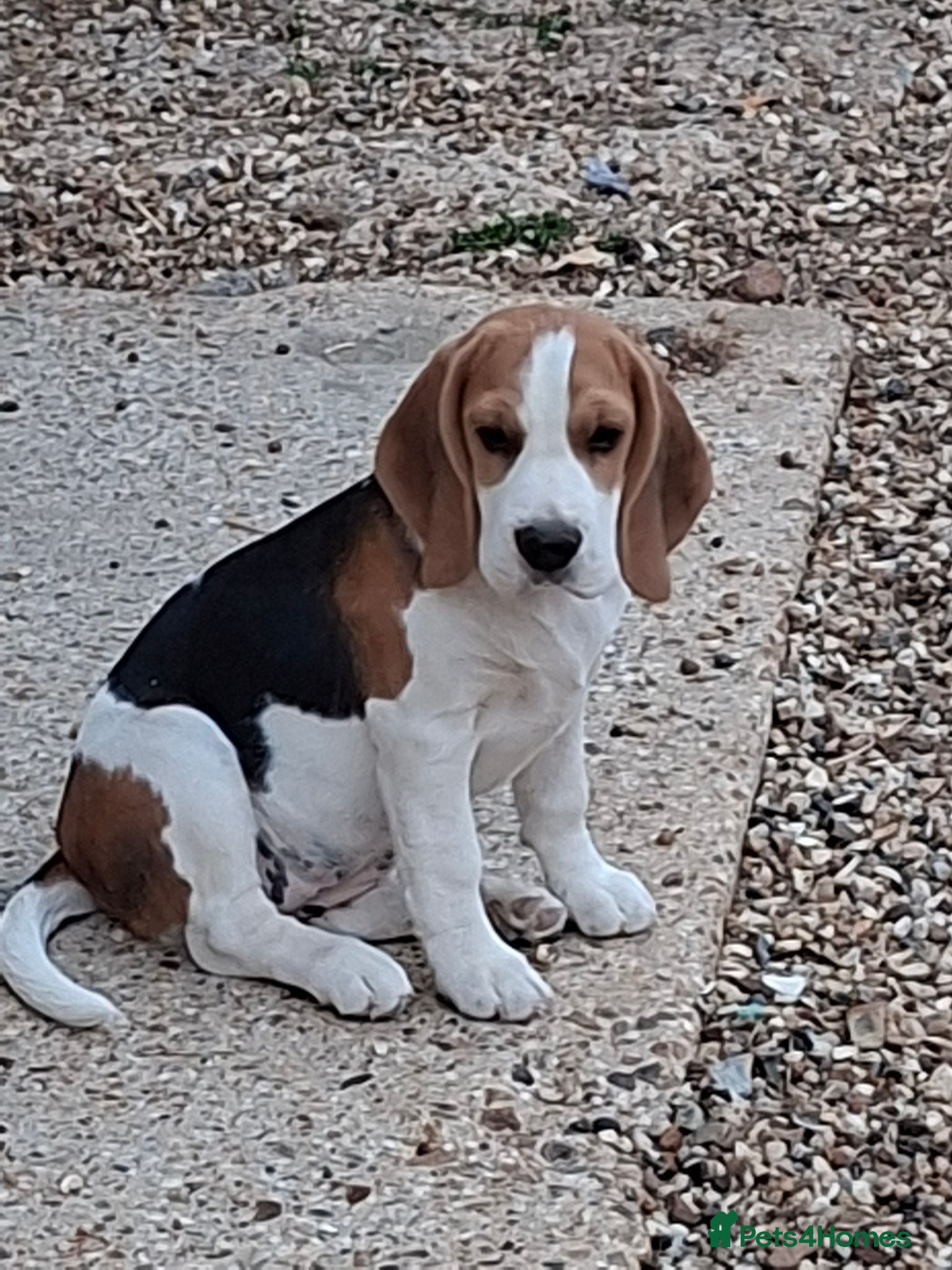Beagle dogs KC registered Beagle Puppies - Advert 2