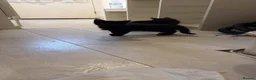 Maine Coon cats for sale: Beautiful happy kittens - Advert 3