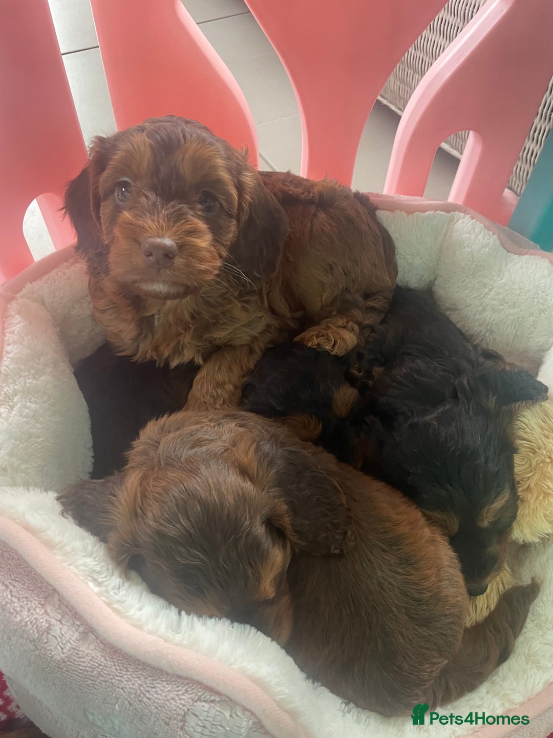 Cockapoo dogs for sale: F1 MINIATURE SHOWLINE COCKAPOO PUPPIES - Advert 2