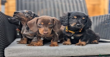 Miniature Dachshund dogs - Advert 10