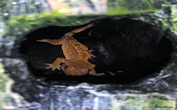 Gecko reptiles for sale: Two Breeding Crested Geckos with Viv  - Image 2