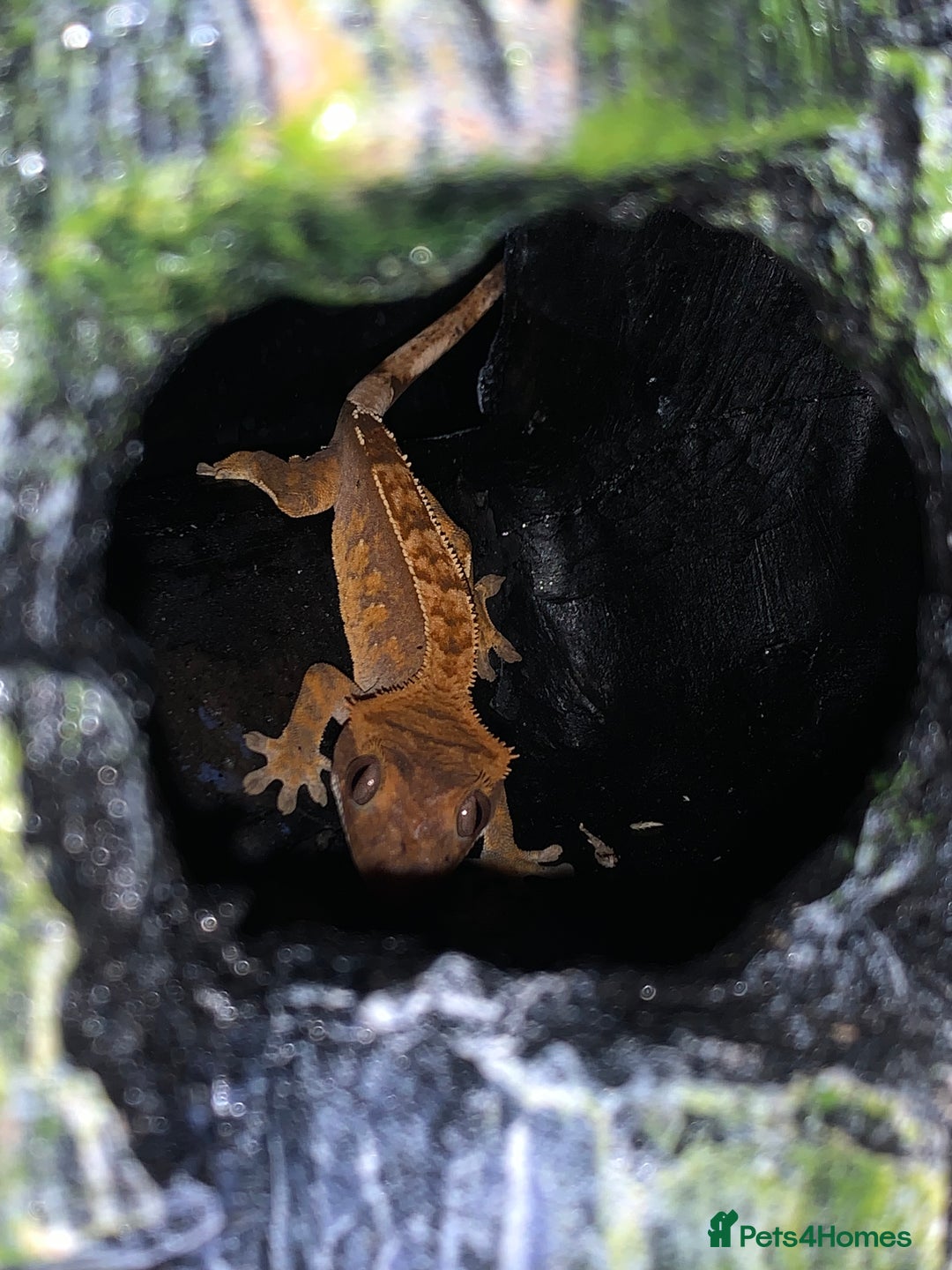 Gecko reptiles for sale: Two Breeding Crested Geckos with Viv  - Image 2