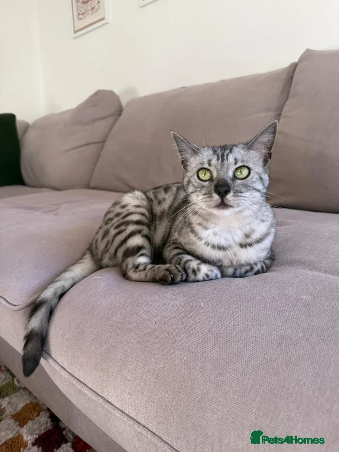 Bengal cats for sale: Full bengal in Watford - Advert 1