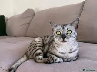 Bengal cats Full bengal - Advert 1