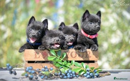 Schipperke dogs for sale: Puppy schipperke  - Image 2