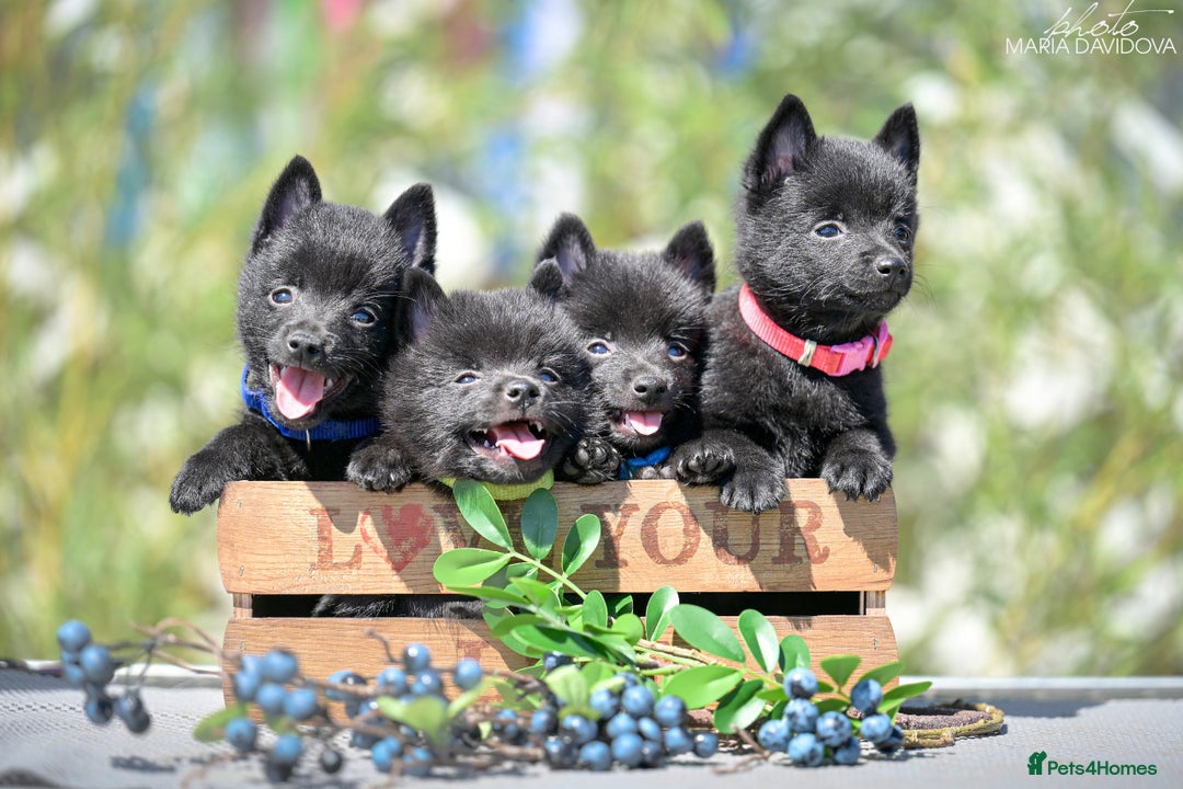 Schipperke dogs for sale: Puppy schipperke  - Image 2