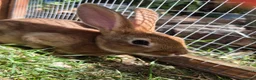 Rex rabbits for sale: Mini rex  - Advert 14