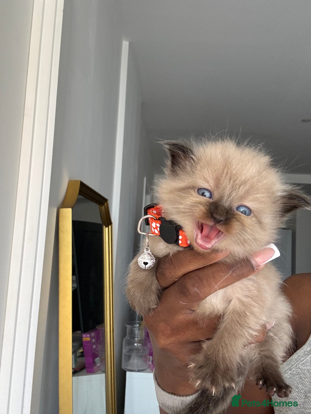 Ragdoll cats for sale: Chocolate point Ragdoll kittens🐈🧡💛💚 - Image 2