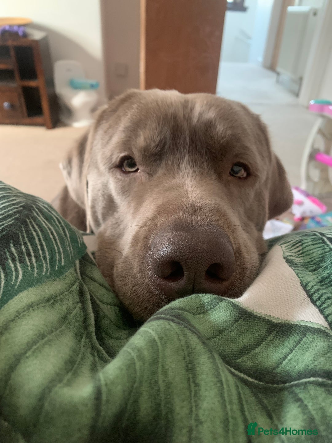 Labrador Retriever dogs for sale: Silver Labrador Retriever - Image 6