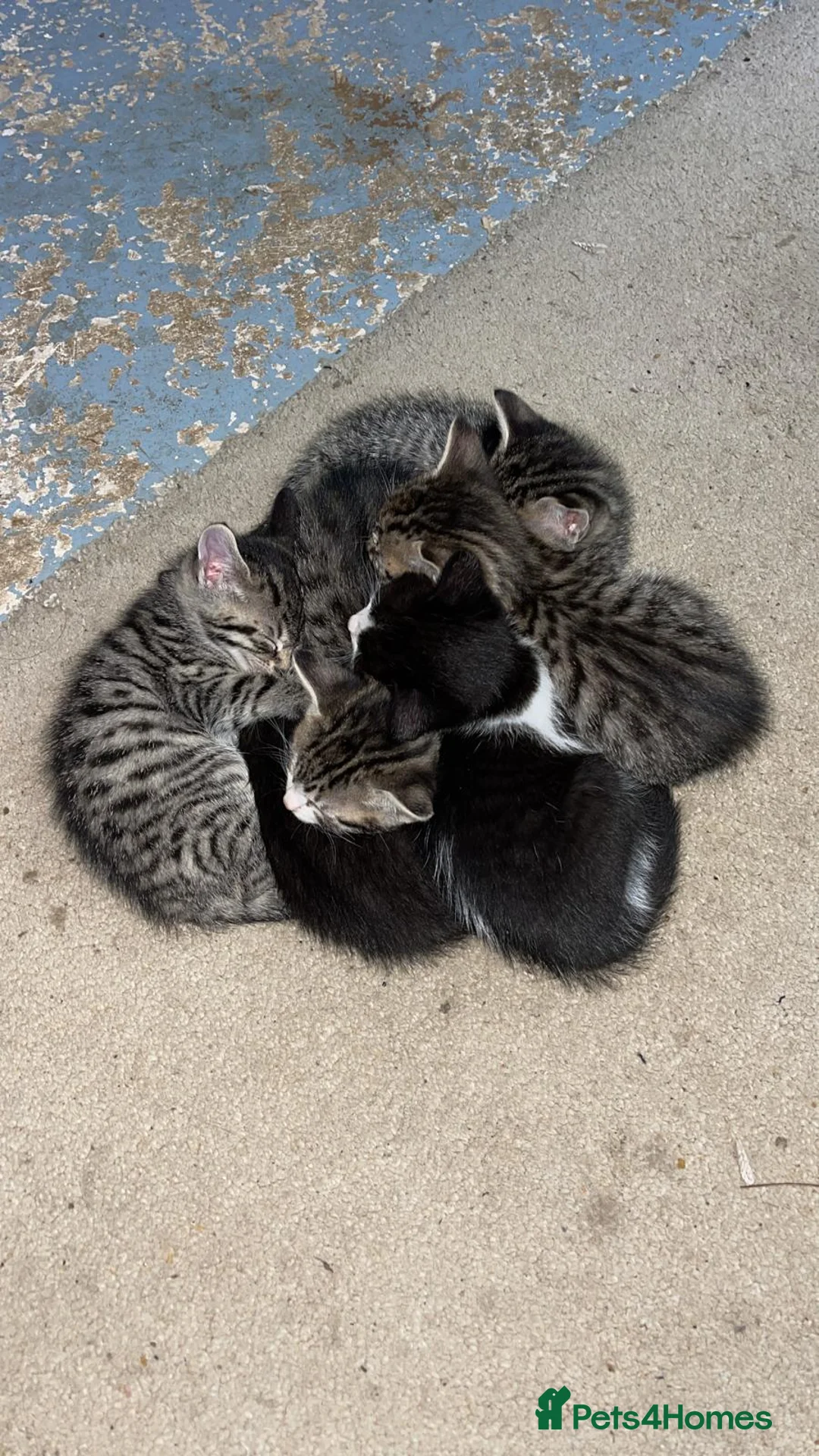 Mixed Breed cats for sale: Mixed kittens for sale - Advert 4