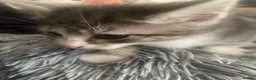 Mixed Breed cats for sale: Two grey one grey and black - Advert 12