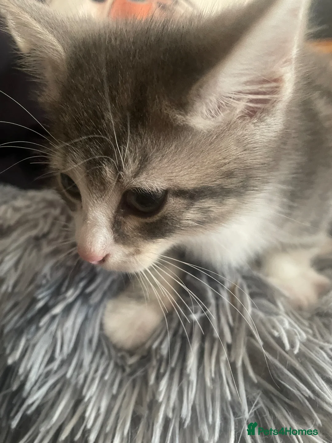 Mixed Breed cats for sale: Two grey one grey and black - Advert 12