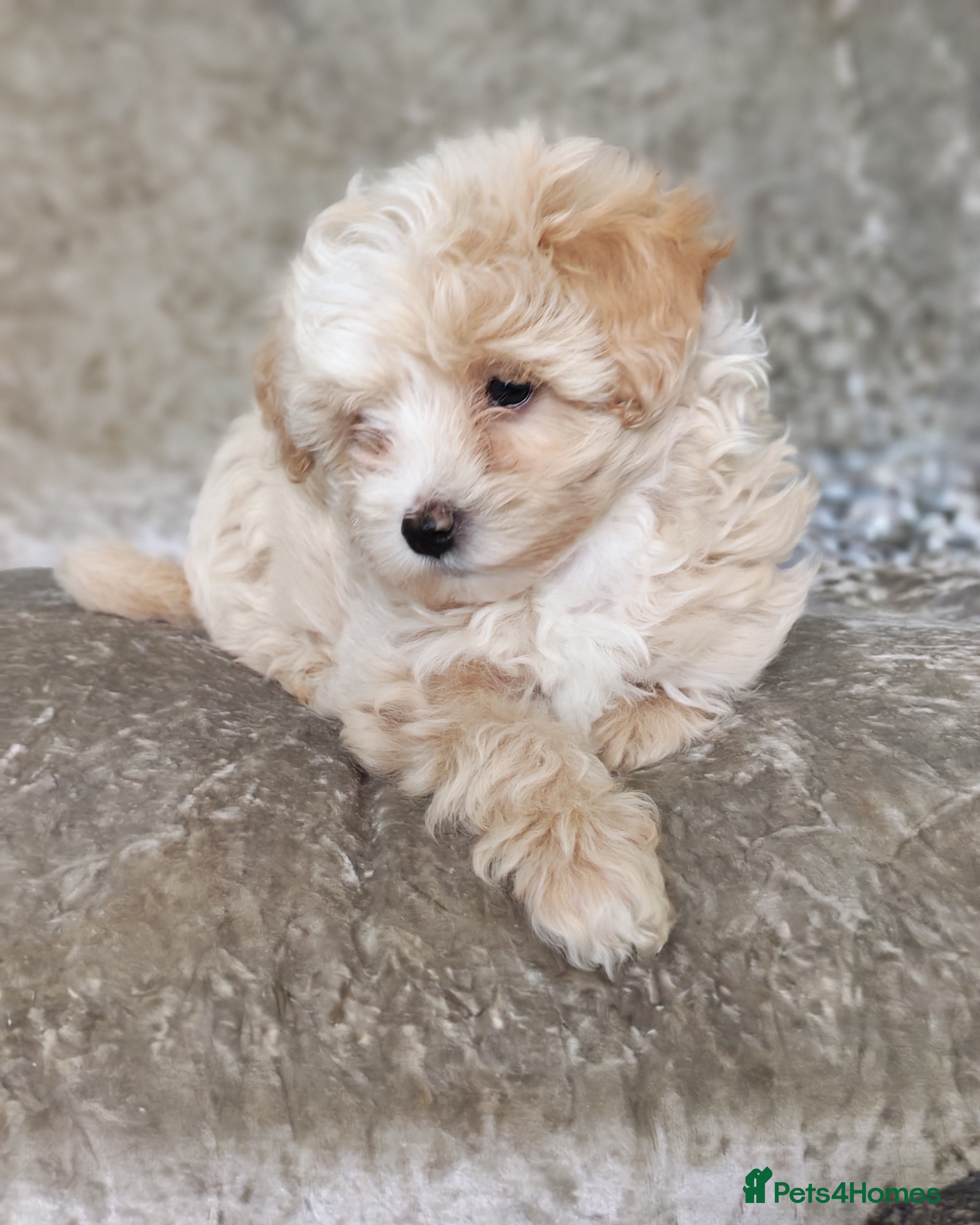 Maltipoo dogs F1 Maltpoo From Quality Champion KC's Health Tests - Advert 17