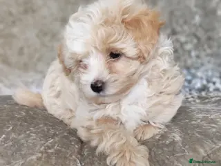 Maltipoo dogs F1 Maltpoo From Quality Champion KC's Health Tests - Advert 17