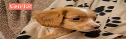 Cocker Spaniel dogs for sale: Beautiful litter of 7 Pedigree Cocker Spaniels - Advert 8